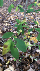 Ligustrum obtusifolium