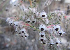 Erica perlata