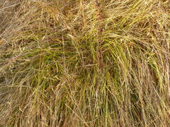 Carex tumulicola