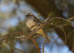 Passer melanurus vicinus