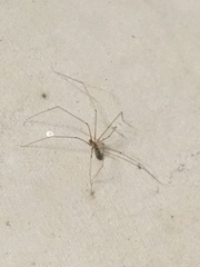 Pholcus phalangioides