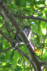 Glaucidium gnoma