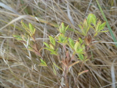 Madia glomerata