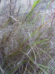 Carex pellita