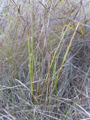Carex pellita