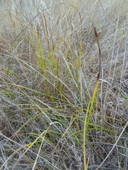 Carex pellita