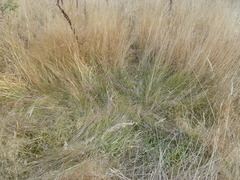 Carex tumulicola