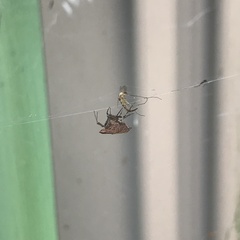 Philoponella congregabilis