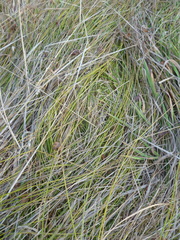 Carex tumulicola