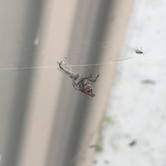 Philoponella congregabilis