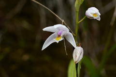 Bletilla formosana