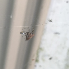 Philoponella congregabilis