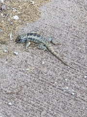 Sceloporus magister