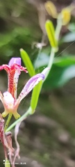 Tricyrtis formosana