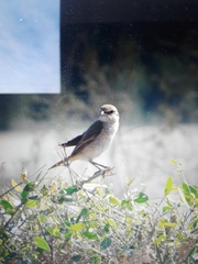 Lanius phoenicuroides