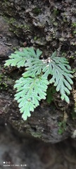 Selaginella involvens