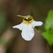 Vandellia scutellariiformis - Photo (c) 艸目伊,  זכויות יוצרים חלקיות (CC BY-NC), הועלה על ידי 艸目伊