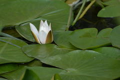 Nymphaea alba