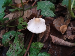 Mycena