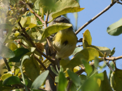 Apalis flavida