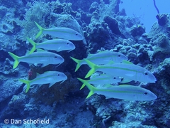 Mulloidichthys martinicus