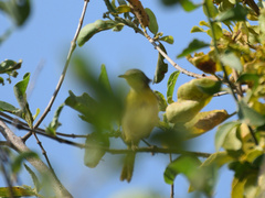 Apalis flavida