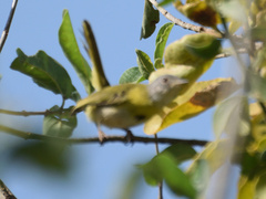 Apalis flavida