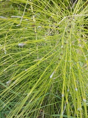 Equisetum telmateia