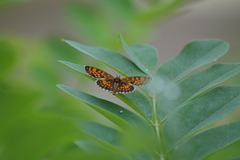 Melitaea parthenoides