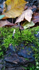 Xylaria hypoxylon