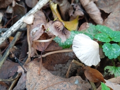 Mycena