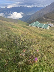 Rhododendron setosum