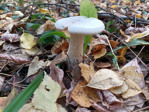 Trooping Funnel (Infundibulicybe geotropa)