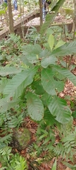 Cupania