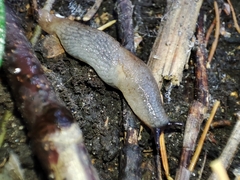 Deroceras caucasicum