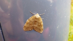 Epirrita dilutata
