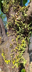 Pyrrosia