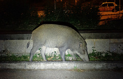 Sus scrofa moupinensis