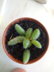 Delosperma echinatum