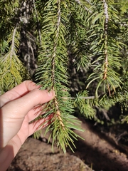 Picea schrenkiana