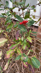 Lonicera periclymenum