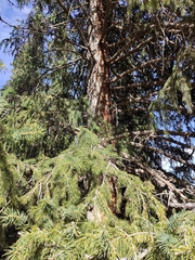 Picea schrenkiana