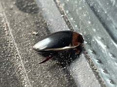 Hydaticus bimarginatus