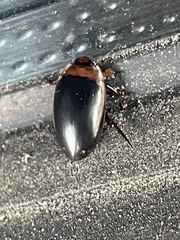 Hydaticus bimarginatus