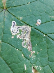 Stigmella speciosa
