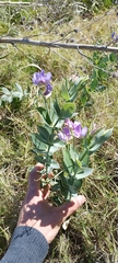 Lathyrus nervosus