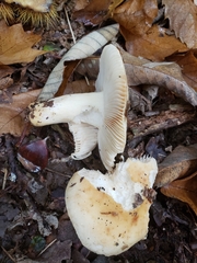 Russula fellea