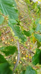 Aculops macrotrichus