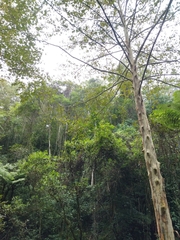 Platanus mexicana