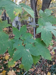 Stigmella speciosa